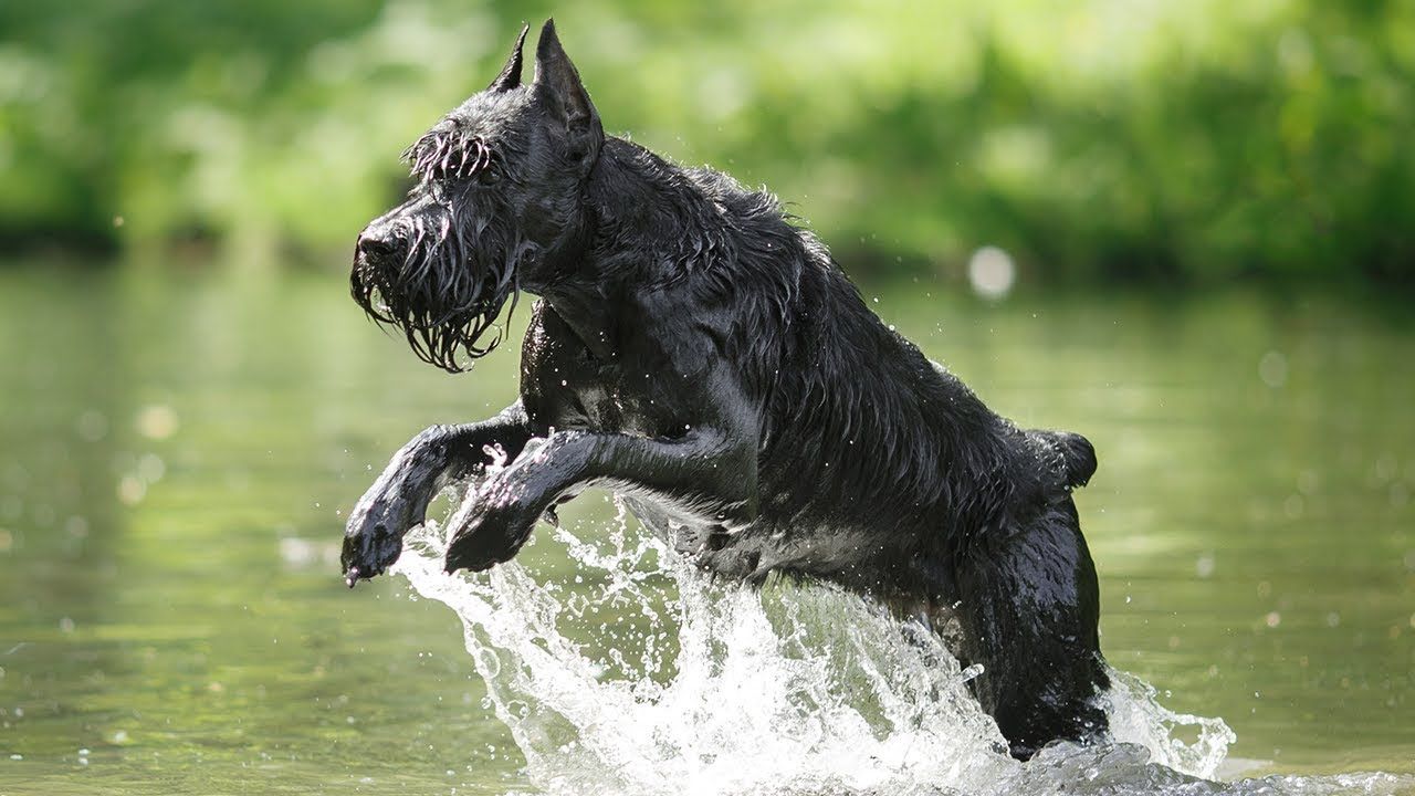 giant schnauzer information and facts